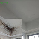 墻壁發霉了如何處理?