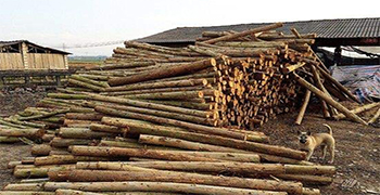 三伏天濕熱交替，木材廠家都得注意了