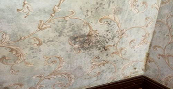 壁紙發(fā)霉怎么清除干凈，這個辦法早知道早受益