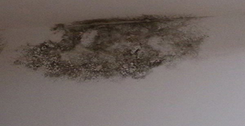 墻壁發(fā)霉了怎么處理?霉博士你的專業(yè)除霉專家