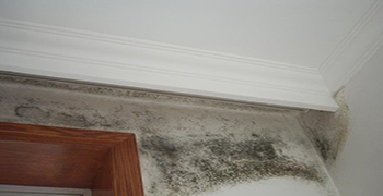 墻體發(fā)霉？這3個(gè)方法 太實(shí)用了