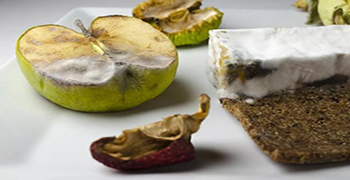 防霉劑廠家告訴你-發(fā)霉的食物吃了會怎么樣?