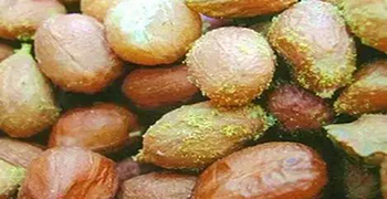 發霉的東西都有黃曲霉素嗎?-防霉劑廠家為你解疑