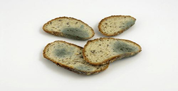 防止食物發霉的方法有哪些?