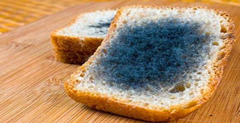 防霉劑廠家告訴你食物發霉高溫能消滅嗎?