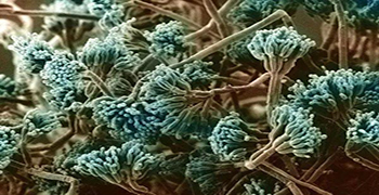 其它真菌毒素還有哪些？