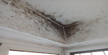 除霉——它是專家!