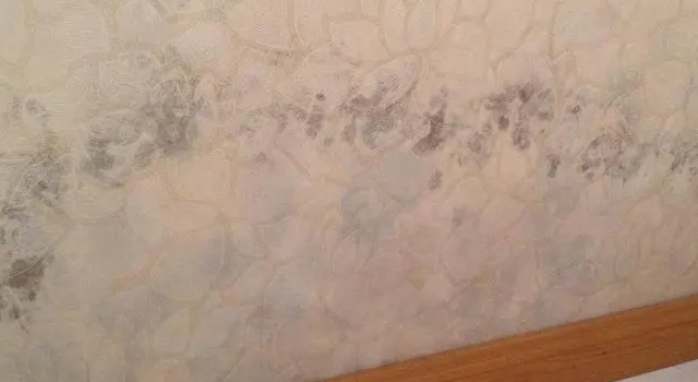 墻布防霉小知識!