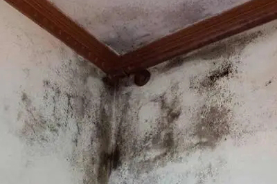 墻面發(fā)霉怎么處理?教你一招自己在家就能解決
