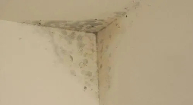 石膏板發霉的原因及除霉辦法!