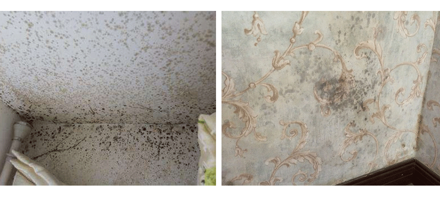 墻紙發霉 墻紙發霉