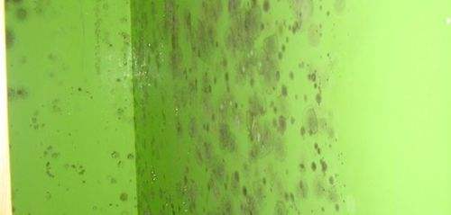 涂料發霉 涂料發霉