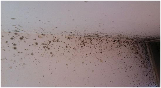 地下室發(fā)霉 地下室發(fā)霉