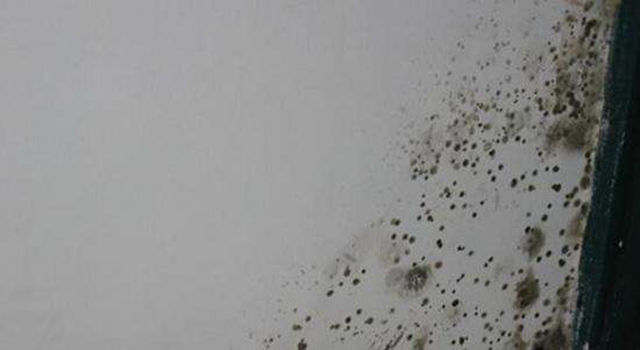 墻壁霉菌 墻壁霉菌