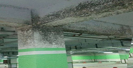 停車場發霉 停車場發霉