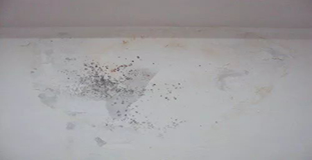 墻面發(fā)霉 墻面發(fā)霉