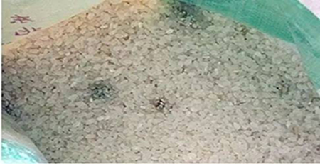 大米發霉 大米發霉