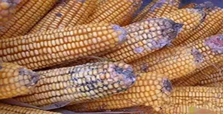 玉米發霉 玉米發霉