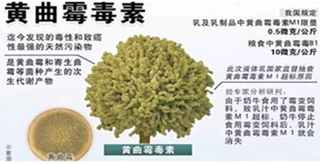 黃曲霉毒素 黃曲霉毒素