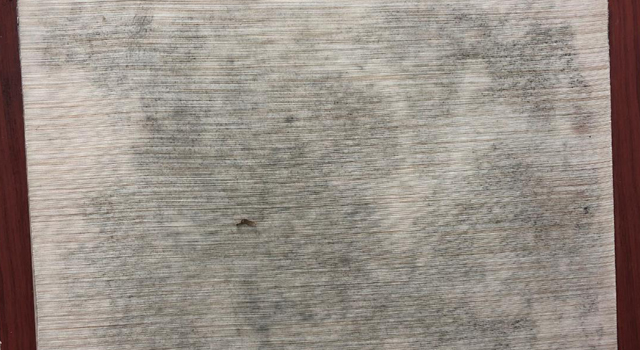 1659152628919953.jpg 墻紙發(fā)霉.jpg