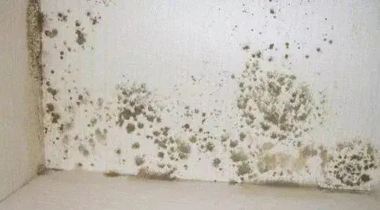 1659772562551396.jpg 地下室發霉.webp.jpg